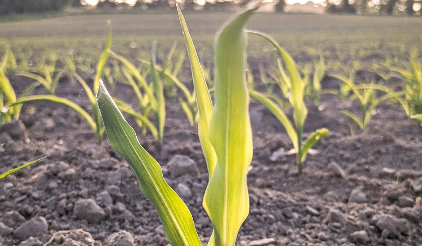 Young crop seedlings emerging from soil